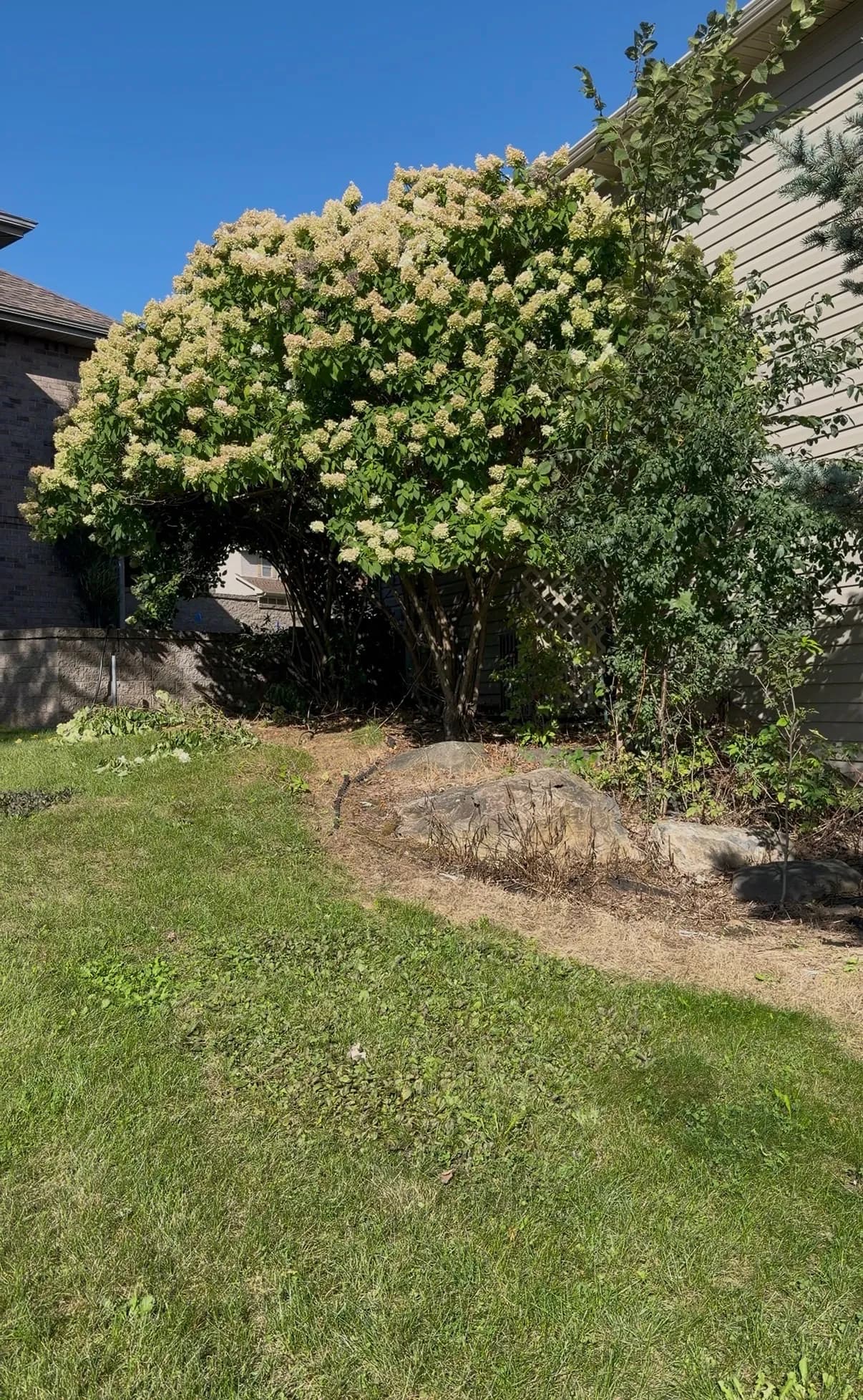 Gallery photos for Overgrown Landscape Beds Cleaned Up with Low-Maintenance Rock: Image #9
