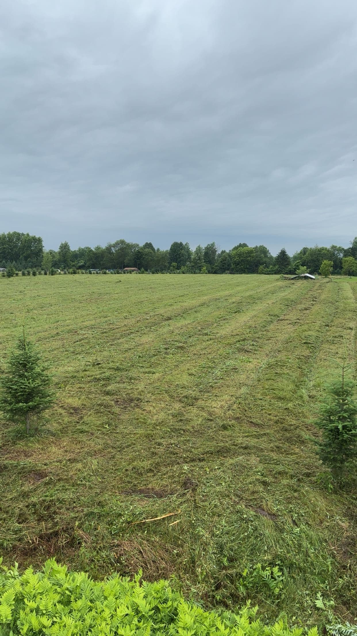 Gallery photos for Overgrown Field Cleared and Cleaned Up with a Brush Hog: Image #4