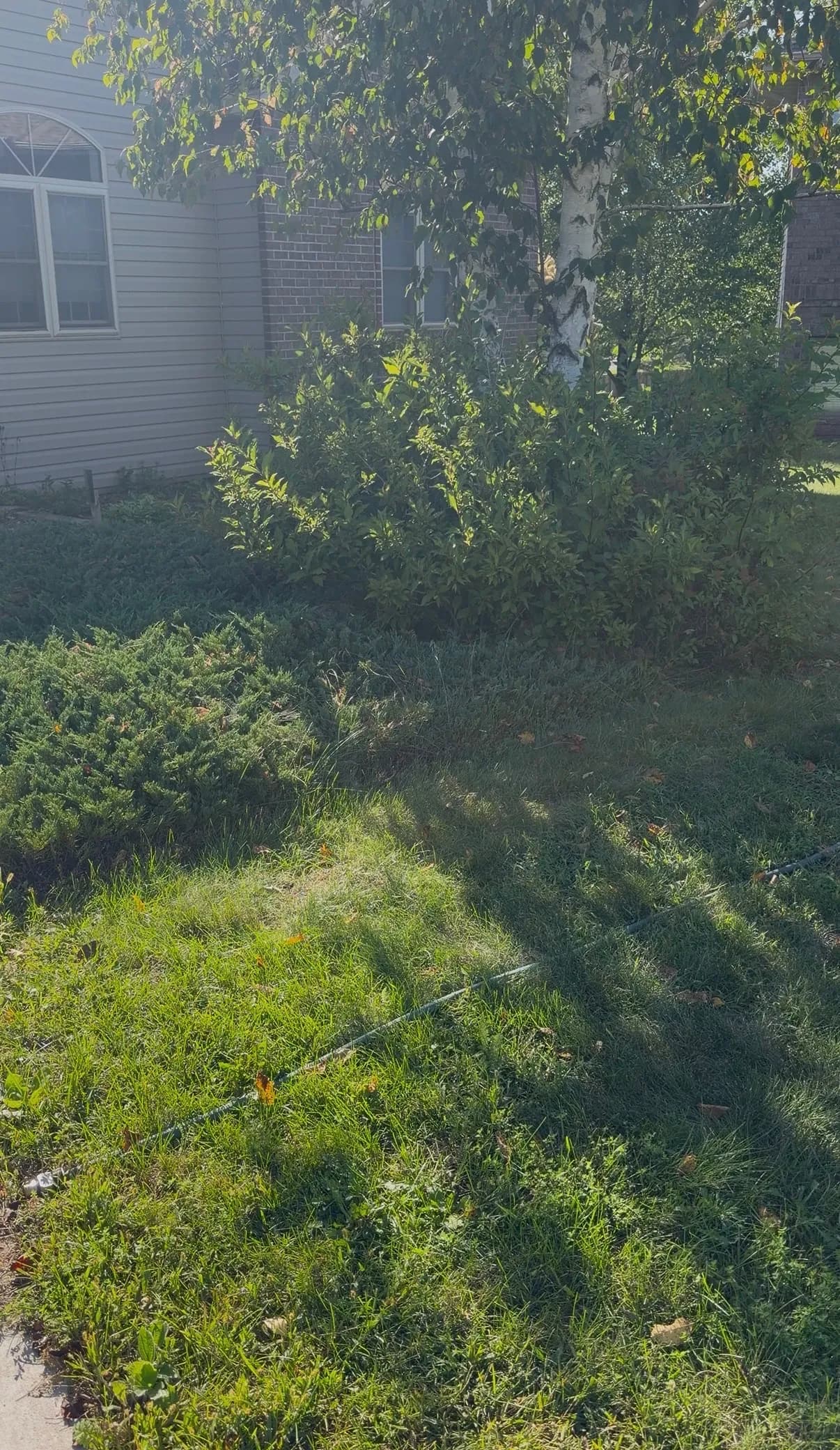 Gallery photos for Overgrown Landscape Beds Cleaned Up with Low-Maintenance Rock: Image #7
