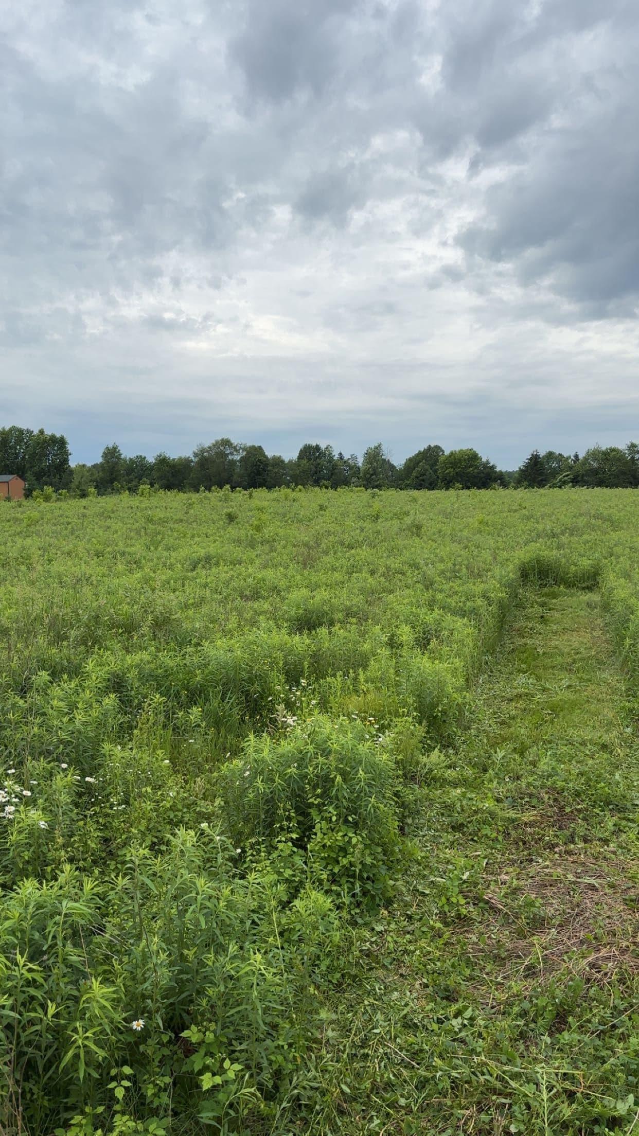 Gallery photos for Overgrown Field Cleared and Cleaned Up with a Brush Hog: Image #3