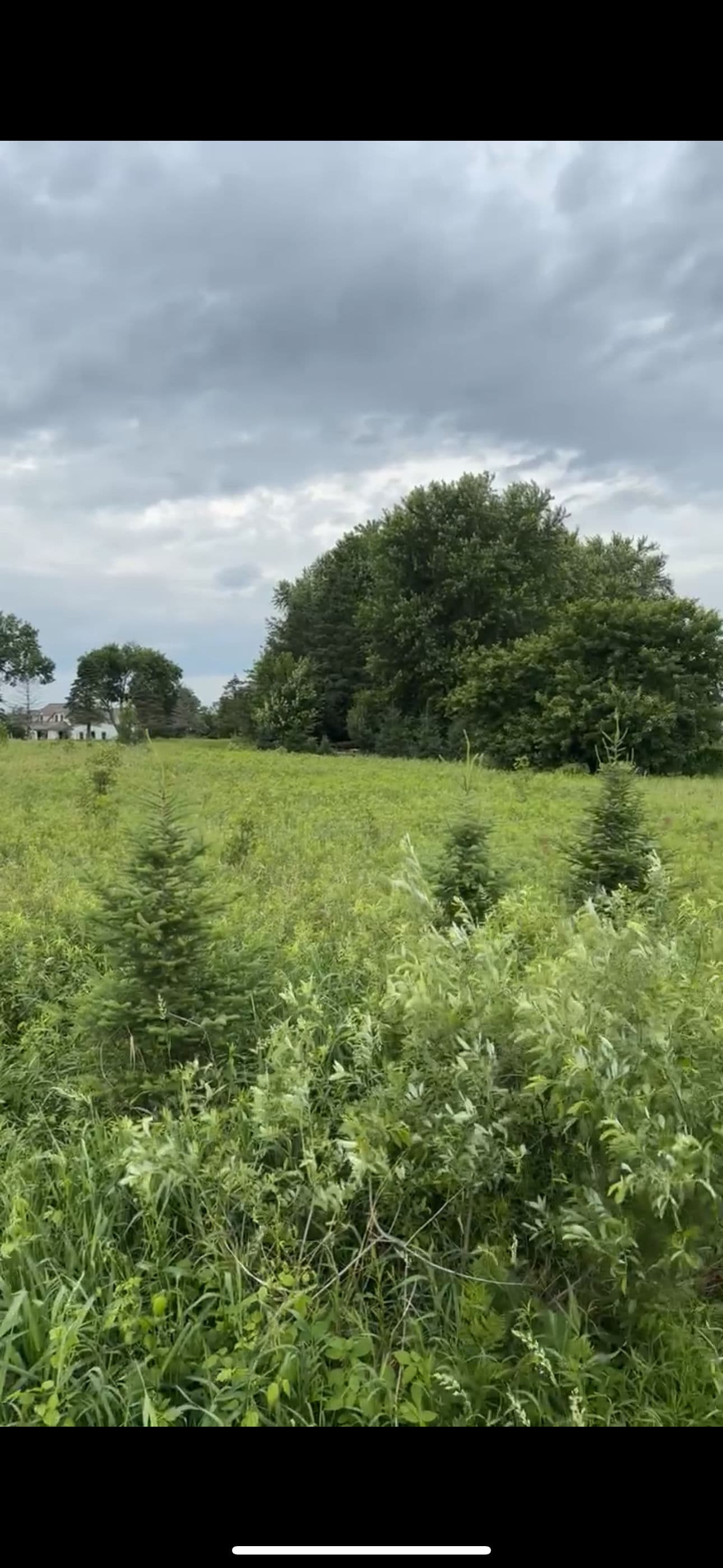 Overgrown Field Cleared and Cleaned Up with a Brush Hog image